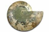 Cut & Polished Ammonite Fossil (Half) - Madagascar #371454-1